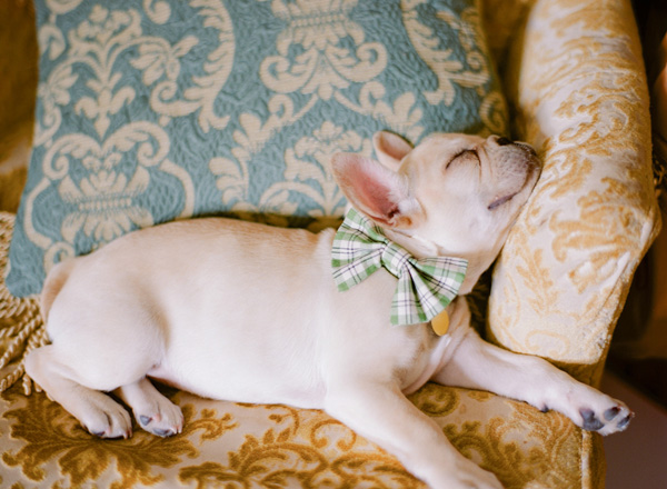 sleeping french bulldog with plaid bow tie