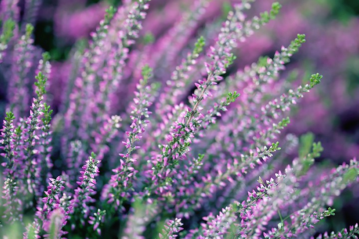 heather flower for your weddings, heather flower